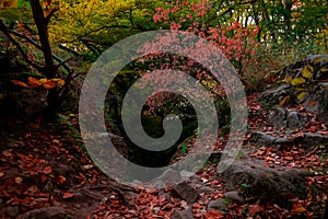 autumn aesthetic forest local mock up rocks scenic view with soft focus background orange leaves and foliage