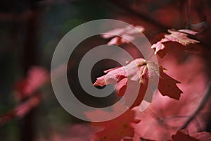 Autumn afternoon in the forest