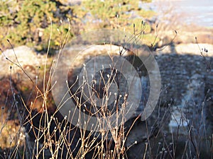 Autumn afternoon in the woods near the ruins of an old stone castle, sunny cold day, wild nature, adventure trip, travel