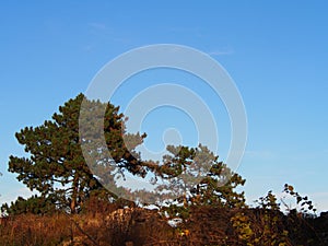 Autumn afternoon in the woods near the ruins of an old stone castle, sunny cold day, wild nature, adventure trip, travel