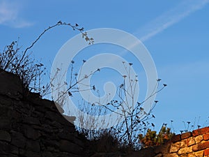 Autumn afternoon in the woods near the ruins of an old stone castle, sunny cold day, wild nature, adventure trip, travel