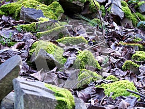 Autumn afternoon in the woods near the ruins of an old stone castle, sunny cold day, wild nature, adventure trip, travel