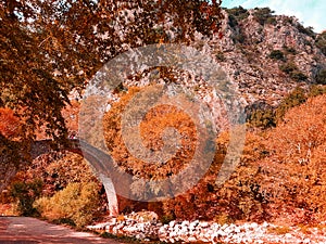 autumn in agios vissarion arched bridge in trikala perfecure greece