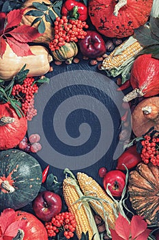 Autumn agricultural frame made of fruits and vegetables with copy space for text on slate background