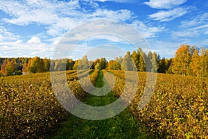 Autumn agricultural landscape