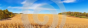 Autumn agricultural landscape, panorama - view of the corn field in the rays of the autumn sun