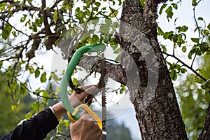 Autumn agricultural works, orchard maintenance, branching on fruit trees, agricultural scissors and small saw blades, cutting bra