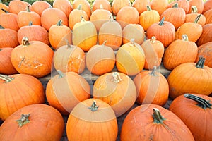 Autumn agriculture.Rows of pumpkins