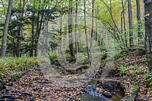 Autumn in the Alleghenies