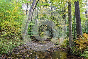 Autumn in the Allegheny Mountains