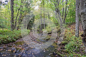 Autumn in the Allegheny Mountains