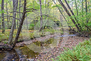 Autumn in the Allegheny Mountains