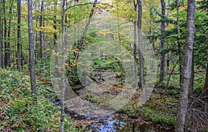 Autumn in the Allegheny Mountains