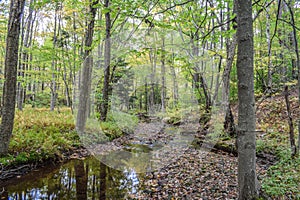 Autumn in the Allegheny Mountains