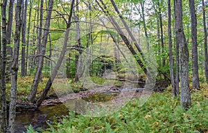 Autumn in the Allegheny Mountains