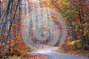 Autumn alley