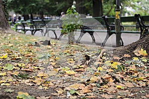 Autumn Alley