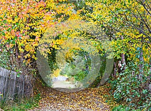 Autumn alley