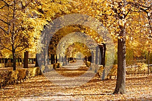 Autumn alley