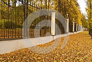 Autumn alley in classic park