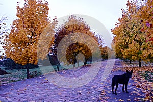 Autumn alley of maples and paving stones with a black dog.