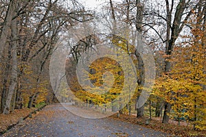 Autumn. Alley in the park