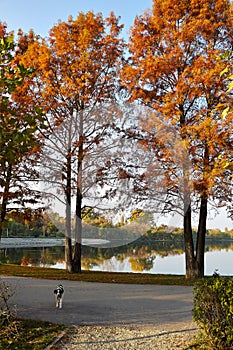 Autumn alley in the park with stray dog