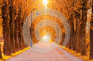 Autumn alley with rows of poplars and street lamps along the hiking trail, tunnel with light