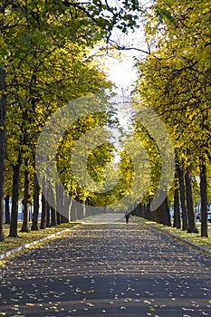 Autumn alley with trees and yellow fallen leaves.