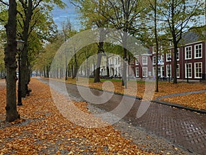 Autumn alley walk in Den Haag