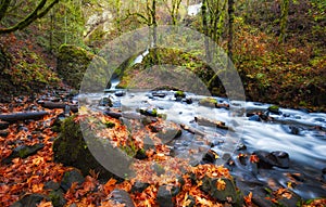 Autumn Along Bridal Veil Creek Columbia River Gorge