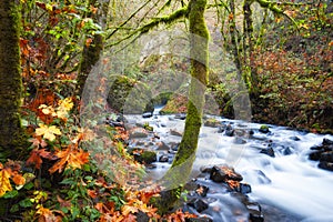 Autumn Along Bridalveil Creek Columbia River Gorge