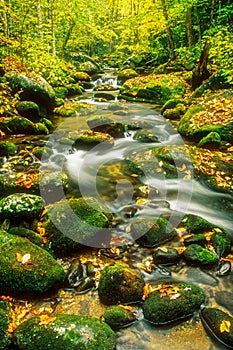 Autumn alongg Roaring Fork Creek, Great Smoky Mountains National