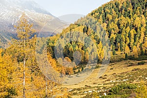 Autumn alp landscape