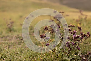 Autumn alpine meadow with lush blooming thistle with purple buds in golden sunlights on sunset closeup with blur. Idyllic gentle.