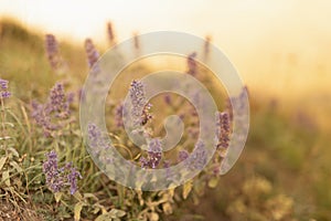 Autumn alpine meadow with purple flowers in silhouette in golden sunlights on sunset closeup with blur. Idyllic gentle herbal.