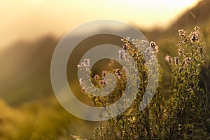 Autumn alpine meadow with purple flowers in silhouette on mountain slope in golden sunlights on sunset closeup with blur. Idyllic.