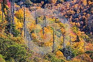 Autumn in the Appalachian Mountains Viewed Along the Blue Ridge Parkway