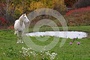 Autumn Appaloosa