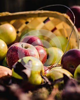 Autumn Apple Framed by a Basket and Other Apples