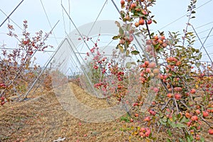 Autumn apple orchard