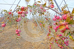 Autumn apple orchard
