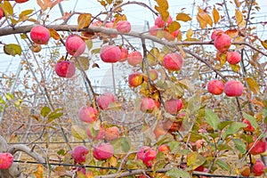 Autumn apple orchard