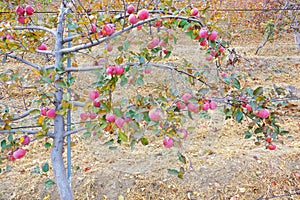 Autumn apple orchard