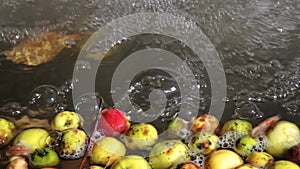 Autumn apples floating on water