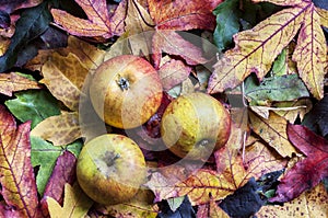 Autumn apples and leaves