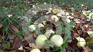 Autumn apples in old garden and morning mist