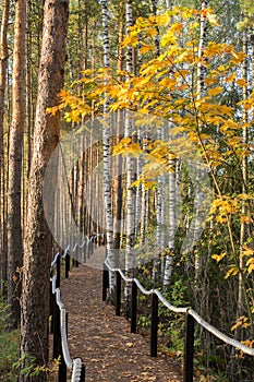 Autumn in the arboretum