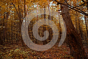 Autumn in an Armenian forest