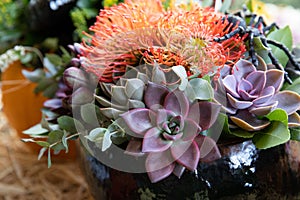 Autumn arrangement of succulents, chrysanthemum flowers and eucalyptus leaves at the greek garden shop in October